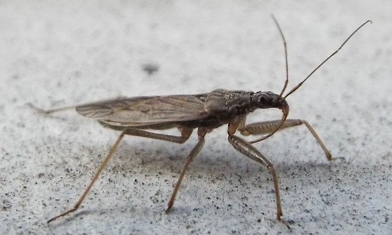 Nabidae:  Nabis sp.